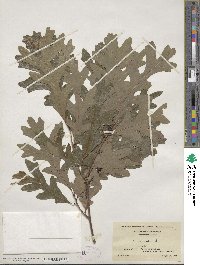 Quercus alba image