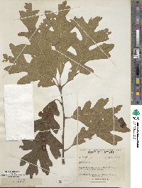 Quercus alba image