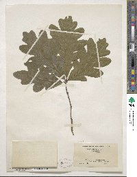 Quercus alba image