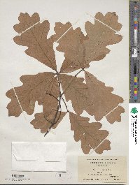 Quercus alba image