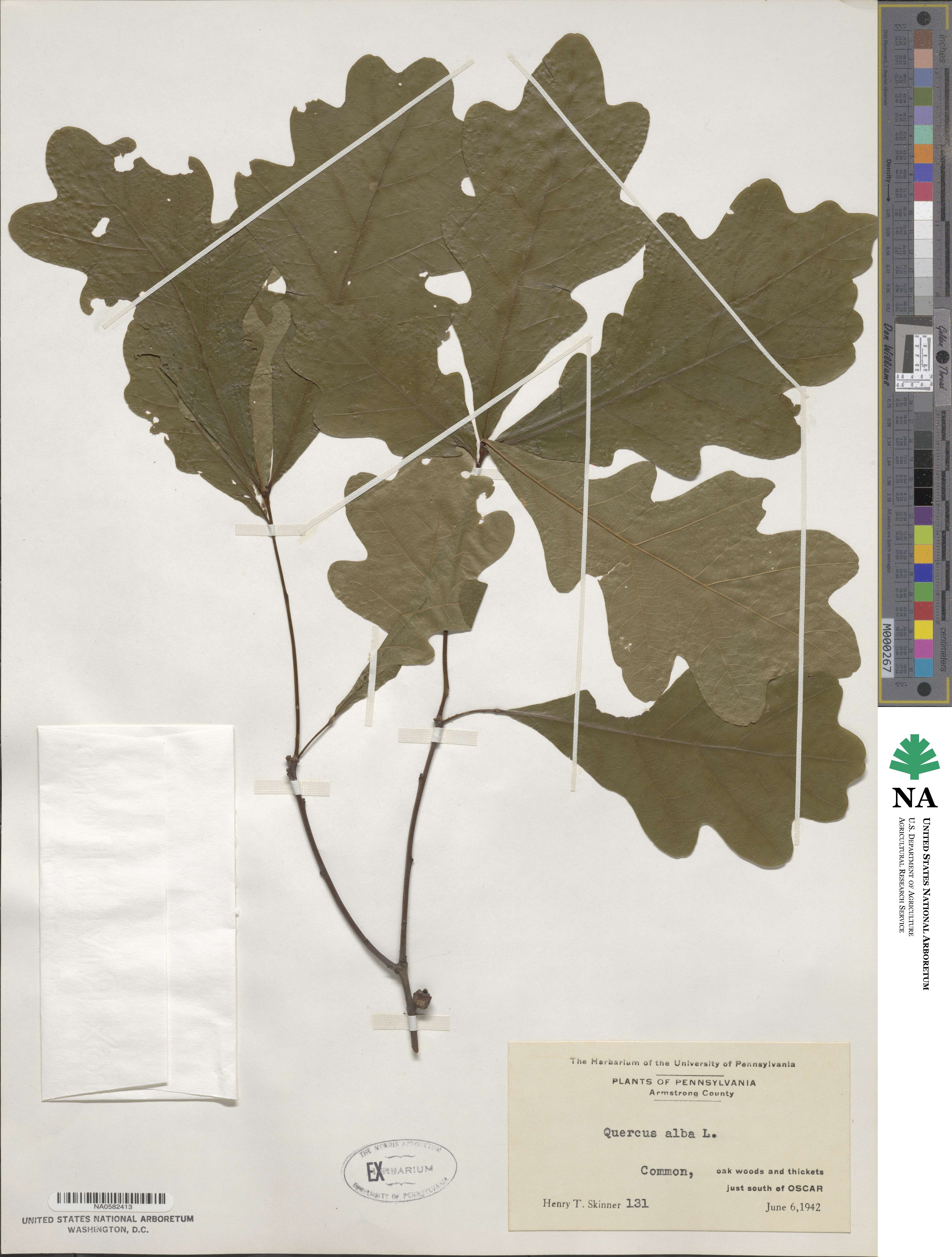 Quercus alba image