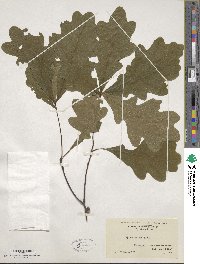 Quercus alba image