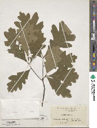 Quercus alba image