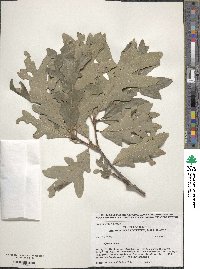 Quercus alba image