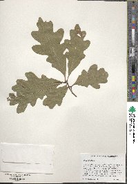 Quercus alba image