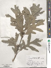 Quercus alba image