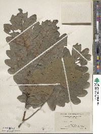 Quercus alba image