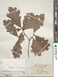 Quercus alba image