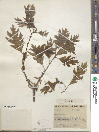 Quercus alba image