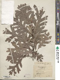 Quercus alba image