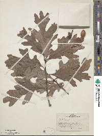 Quercus alba image