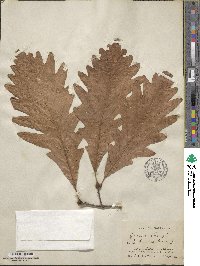 Quercus × saulii image