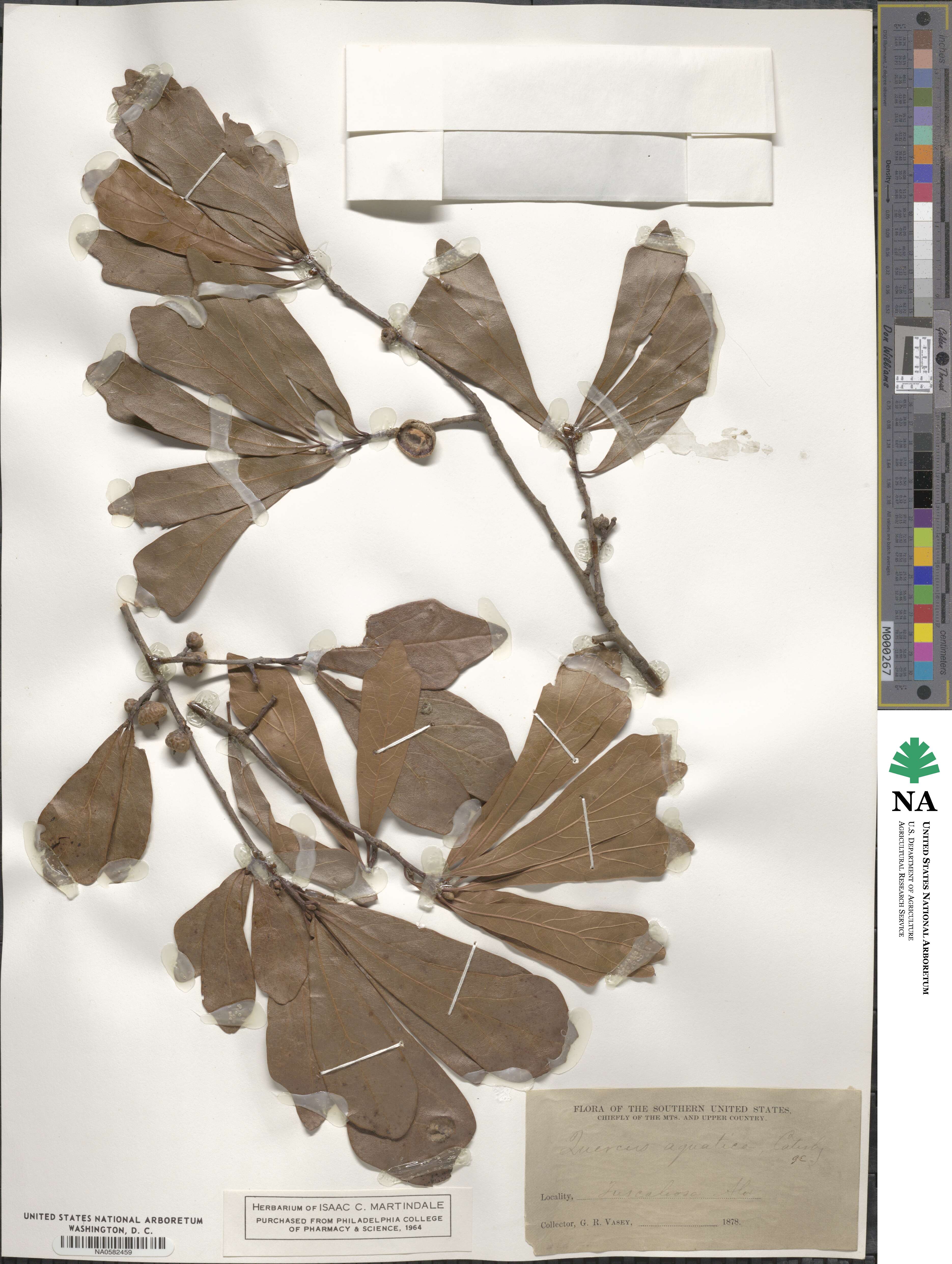 Quercus nigra image
