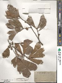 Quercus nigra image