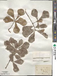 Quercus nigra image