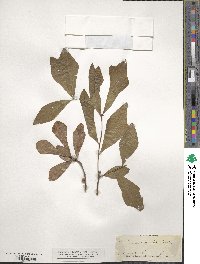 Quercus nigra image