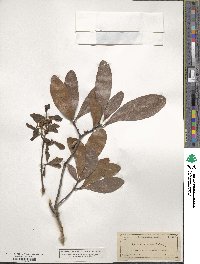 Quercus nigra image