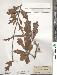 Quercus nigra image