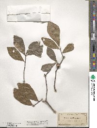 Quercus nigra image