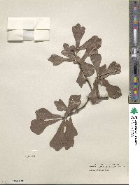 Quercus nigra image