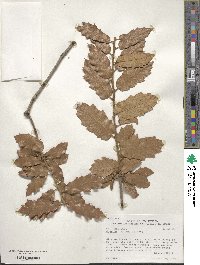 Quercus arizonica image