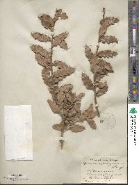 Quercus arizonica image