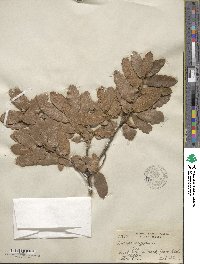 Quercus arizonica image