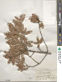 Quercus arizonica image