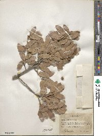 Quercus arizonica image