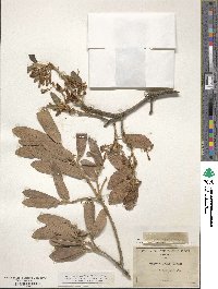 Quercus arizonica image