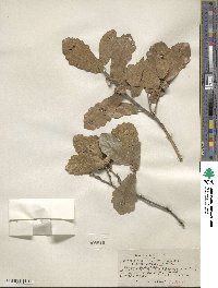 Quercus arizonica image