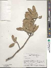 Quercus arizonica image