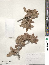 Quercus arizonica image