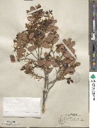 Quercus arizonica image