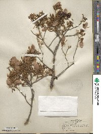 Quercus arizonica image