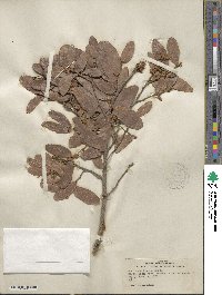 Quercus arizonica image