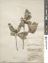 Quercus arizonica image