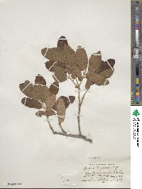 Quercus arizonica image