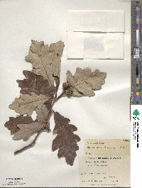 Quercus bicolor image