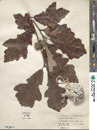 Quercus bicolor image