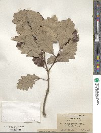 Quercus bicolor image