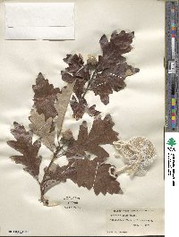 Quercus bicolor image