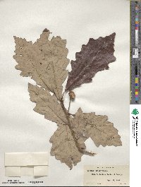 Quercus bicolor image