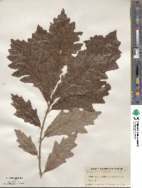 Quercus bicolor image