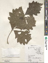 Quercus bicolor image