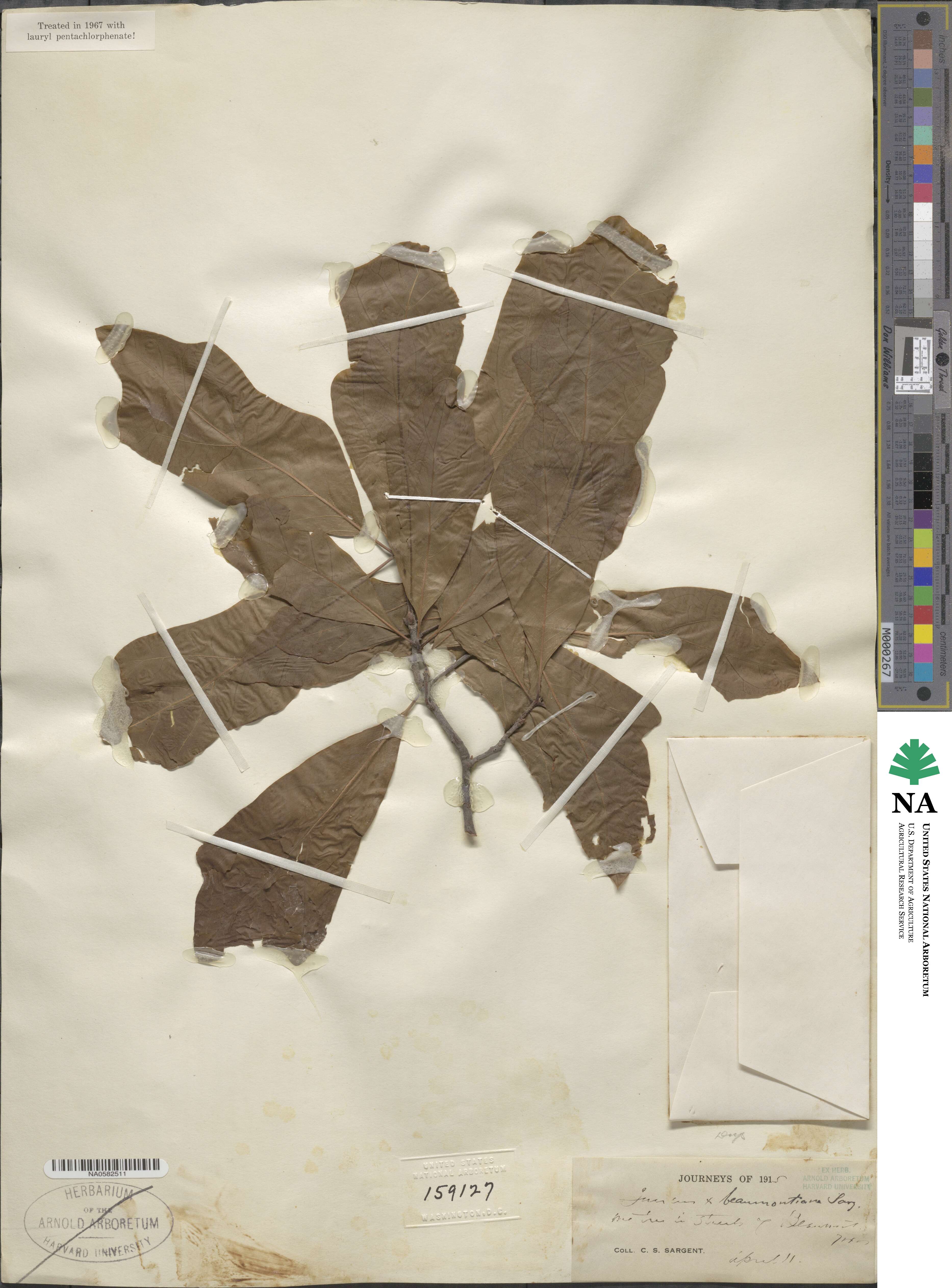 Quercus × beaumontiana image