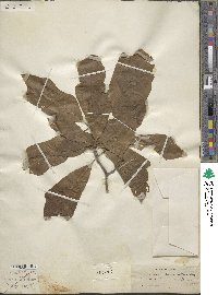 Quercus × beaumontiana image