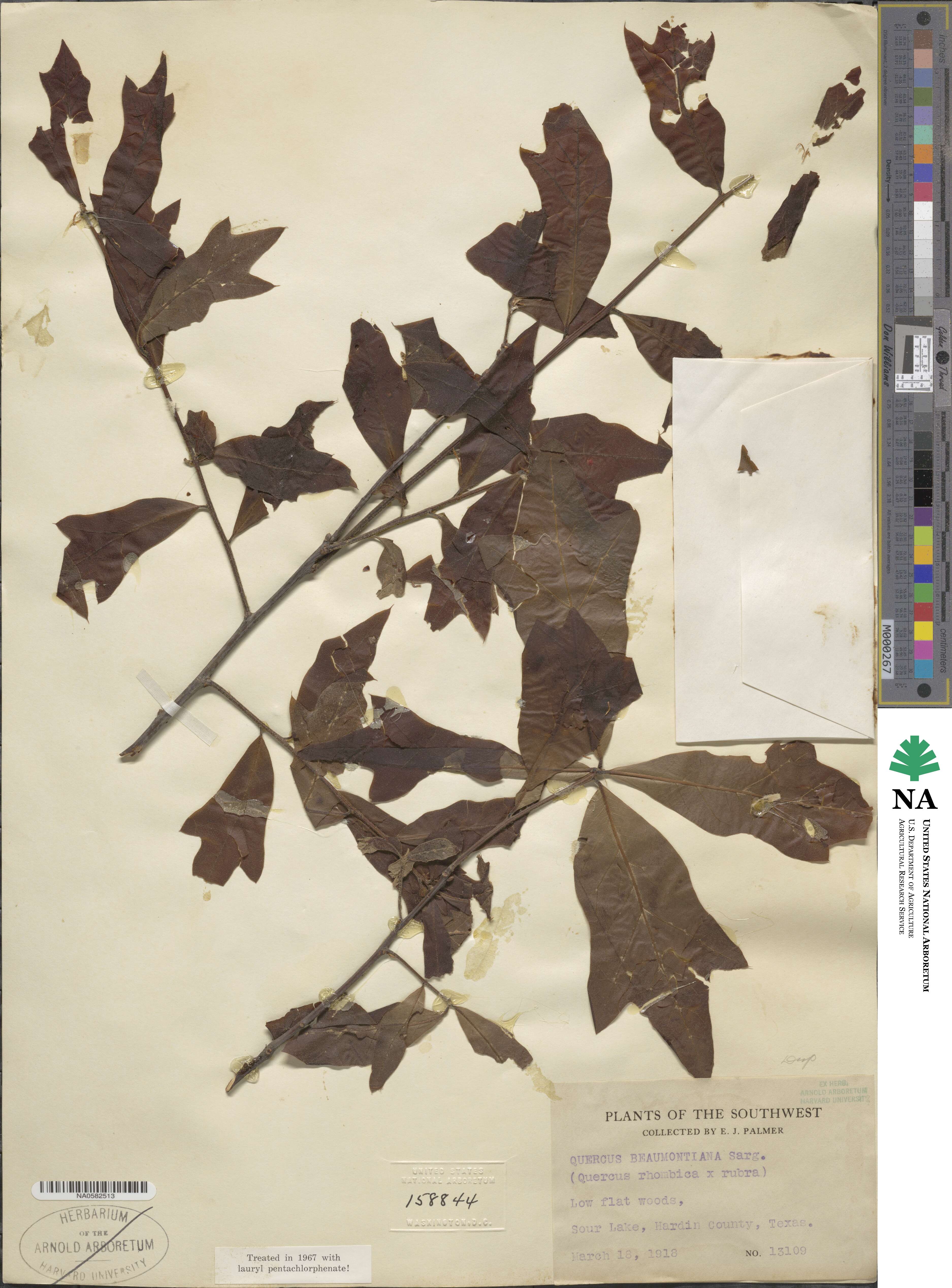 Quercus × beaumontiana image