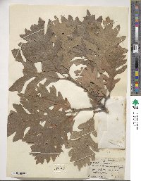 Quercus × bebbiana image