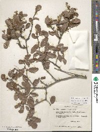 Quercus berberidifolia image